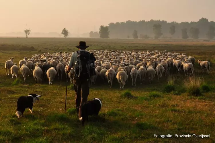 Provincie Overijssel steunt komende tien jaar schaapskuddes in Natura 2000 gebieden