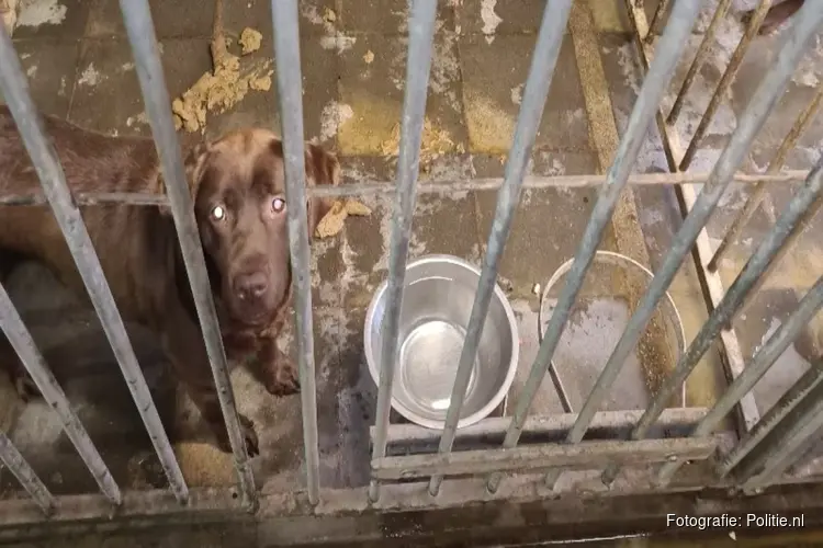 Honden in beslag genomen bij handelaar in bruine Labradors