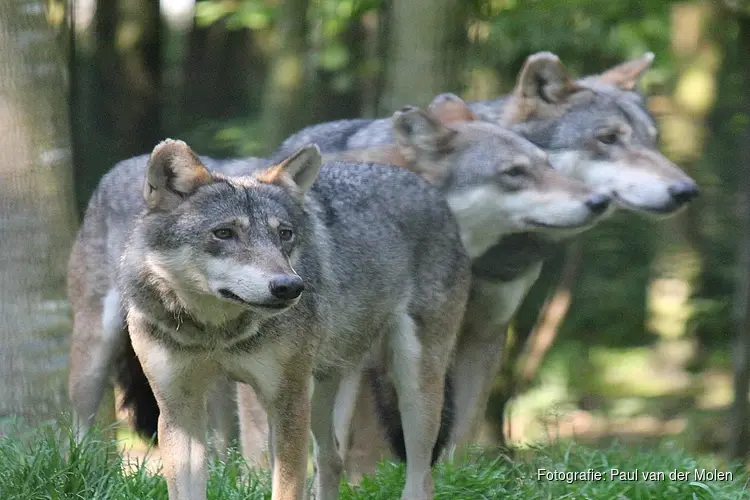 Steun voor dierhouders in Overijssel tegen wolven